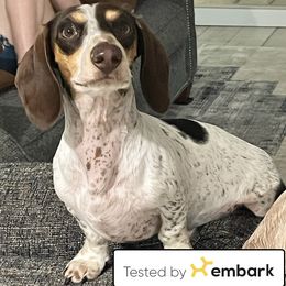 Spurgeon - Dachshund