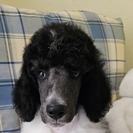 Salt - Parti male Poodle puppy in St. James City, Florida from P.I. STANDARD POODLES