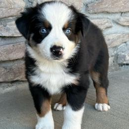 Dolly - Black tri female Miniature Australian Shepherd puppy in Cunningham, Tennessee from Copper Creek Aussies