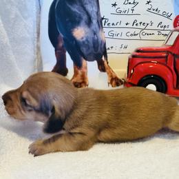 Girl 4 - Cream female Dachshund puppy in Stilwell, Oklahoma from Starr Springs Doxies