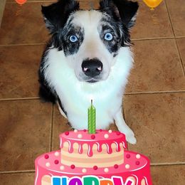 Australian Shepherd All Grown Up from TX Wild Heart Aussies