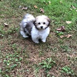 Afghan Hound and Havanese Puppies from Dragonfly Kennels