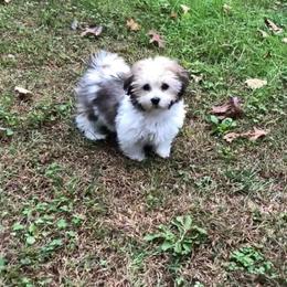 Afghan Hound and Havanese Puppies from Dragonfly Kennels