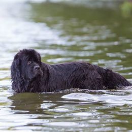 Newfoundlands from Neonates