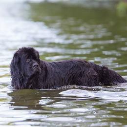Newfoundlands from Neonates