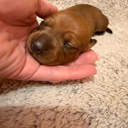 Catlin - Sable female Dachshund puppy in Madisonville, Texas from Little B’s Dachshund Farm