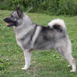 Norwegian Elkhounds from Trolan Norwegian Elkhounds