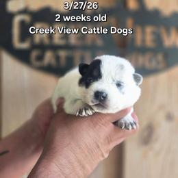 Boy 1 - Blue mottled male Australian Cattle Dog puppy in Monroe, North Carolina from Creek View Cattle Dogs
