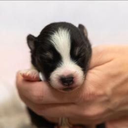 Celine - Black and white female Pomsky puppy in Sumter, South Carolina from Emerald Skies Pomskies