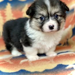 Frank - Black and tan male Pembroke Welsh Corgi puppy in Woodland, Washington from MB Acres Corgis