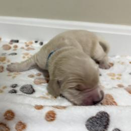 Guppy - Light golden male Golden Retriever puppy in Seville, Ohio from Retriever Ranch