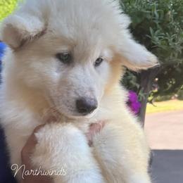 Stardust - White female Alaskan Malamute puppy in Sandy, Oregon from NORTH WINDS ALASKAN MALAMUTES