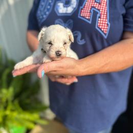 Prince Charming - Yellow Boy - White male Miniature Schnauzer puppy in Oneonta, Alabama from Murphree Valley Kennels