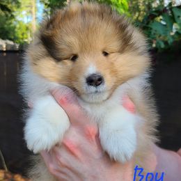 Shetland Sheepdog Puppies from Winterfell Shetland Sheepdogs