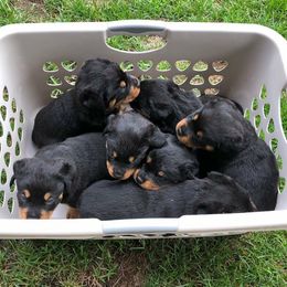 Rottweiler Puppies from Porath's Rottweilers