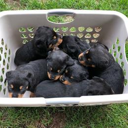 Rottweiler Puppies from Porath's Rottweilers