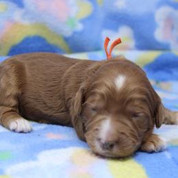Boy 1 - male Australian Labradoodle puppy in Provo, Utah from EllsWORTH Labradoodles LLC