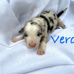 Vero - Blue merle male Border Collie puppy in Cedartown, Georgia from Ferguson Border Collies