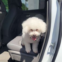 Marsha - Bichon Frise
