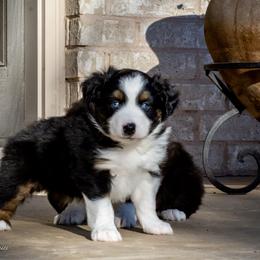 Rudy - Black tri-color male Australian Shepherd puppy in Decatur, Texas from Wyldrose Australian Shepherds