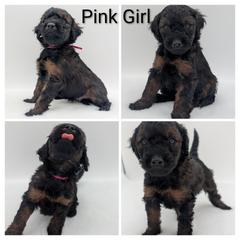 Pink (rare AGOUTI color) - Brown female Whoodle puppy in Kalispell, Montana from Countryman Whoodles