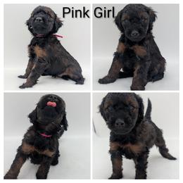 Pink (rare AGOUTI color) - Brown female Whoodle puppy in Kalispell, Montana from Countryman Whoodles