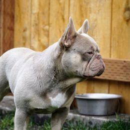Aftershock - French Bulldog