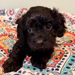 Gracie - Black female Cavapoo puppy in Manorville, New York from Melissa's East End Cavaliers