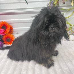 SB MIckey - Black and tan male Shih Tzu puppy in Elgin, South Carolina from Silver Bells Paw Prints