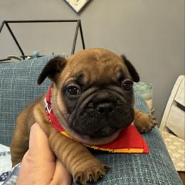 Elvis - Fawn male French Bulldog puppy in Girard, Kansas from Frenchie Kingdom