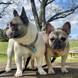 American Bullies and French Bulldogs from Boujie Bullies & Frenchie’s