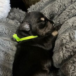 Star - Black and silver female Miniature Schnauzer puppy in Dawson, Georgia from Faith Farm Miniature Schnauzers