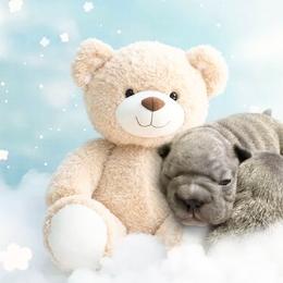 French Bulldog Puppies from Lots of Ropes French Bulldogs