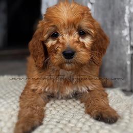 Joe Nichols - Red  male Goldendoodle puppy in Lancaster, Minnesota from North Star Dog Training
