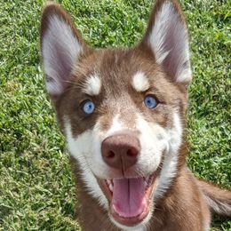 Violet - Red and white Siberian Husky puppy in Bradenton, Florida from Island Huskies of Bradenton