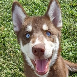 Violet - Red and white Siberian Husky puppy in Bradenton, Florida from Island Huskies of Bradenton