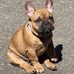 Chejz - Fawn male French Bulldog puppy in Tenmile, Oregon from High Plains French Bulldogs,Boston Terriers and Frenchtons.