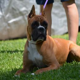 Chiquis - Boxer