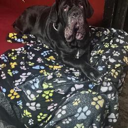 Neapolitan Mastiff All Grown Up from Underworld neapolitan Mastiffs
