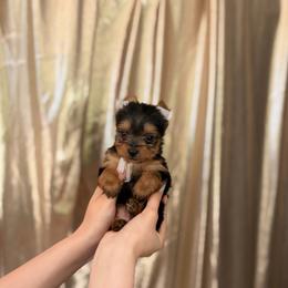 Polo - Black and tan male Yorkshire Terrier puppy in Parma Heights, Ohio from Yorkies of Ohio