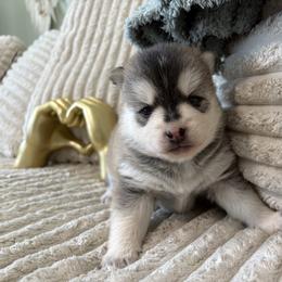 (Astro)naut - Tri-color male Pomsky puppy in Valparaiso, Indiana from Valparaiso Pomskys