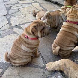 Girl 4 pink collar - Red fawn female Chinese Shar-Pei puppy in Fairfield, Texas from Majesty SharPei