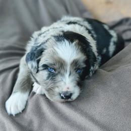 Boy 2 Green - Blue merle male Australian Shepherd puppy in Yakima, Washington from Naches Heights Ranch
