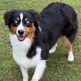 Lyric - Australian Shepherd