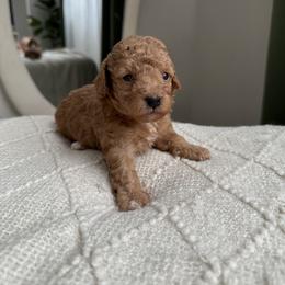 Poodle Puppies from Bruno & Co. Puppies