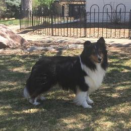 Friday - Shetland Sheepdog