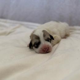 Yellow Collar - White and badger female Great Pyrenees puppy in Tehachapi, California from Country Oaks Farm