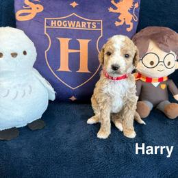 Harry - Apricot male Goldendoodle puppy in Conroe, Texas from Tails of Cypress