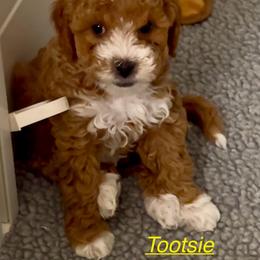 Goldendoodle Puppies from West Michigan Doodles and Poodles