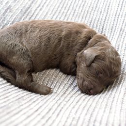 Rajesh Koothrappali - Chocolate male Goldendoodle puppy in Dayton, Ohio from Perks Court Doodles